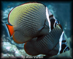Chaetodon collare - Similan Islans by Alex Varani 